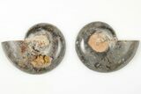 Cut/Polished Ammonite (Phylloceras?) Pair - Unusual Black Color #166016-1